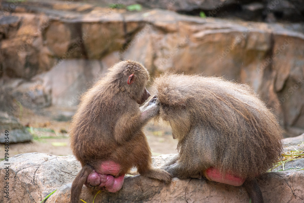 Baboon couple caring each other for insects Baboon couple caring each other for insects
