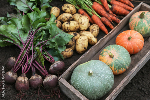 Autumn harvest of fresh raw carrot, beetroot, pumpkin and potato on soil ground in garden. Harvesting organic fall vegetables