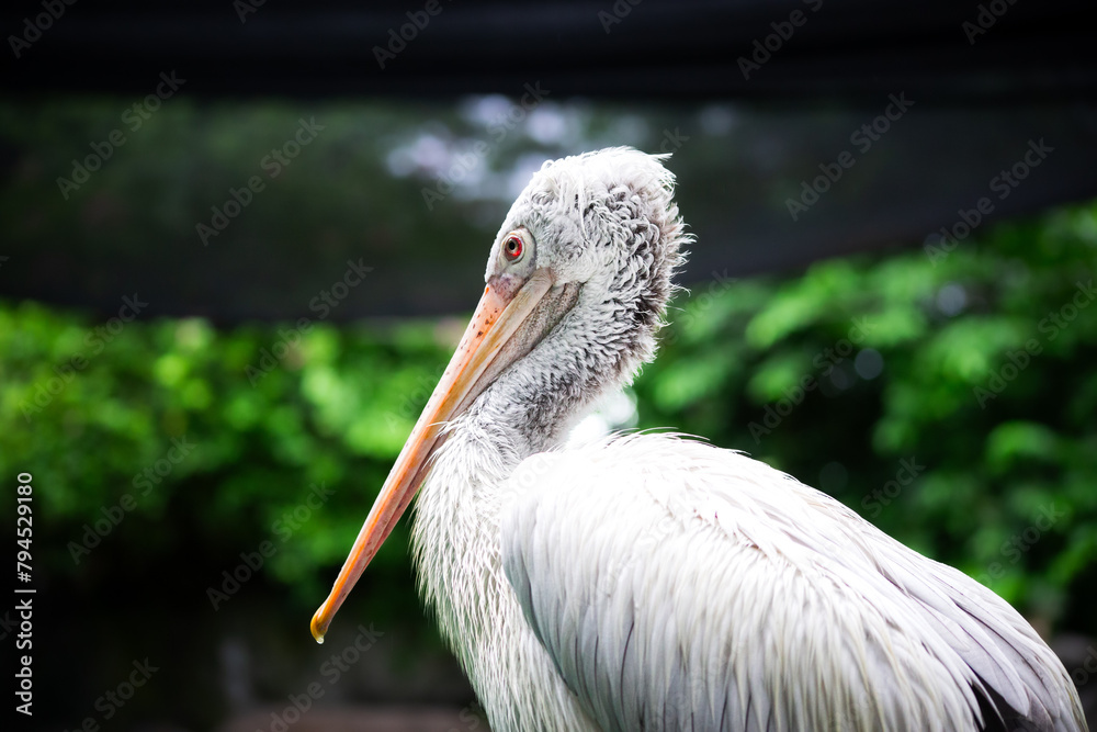 Amazing view of white pelican among green jungle by sea Amazing view of white pelican among green jungle by sea