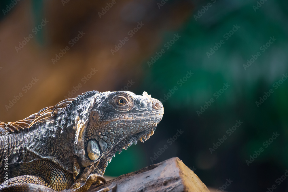 Big size lizzard portrait from jungle Big size lizzard portrait from jungle