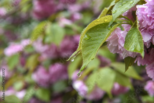 雨粒が付いた八重桜の葉と花