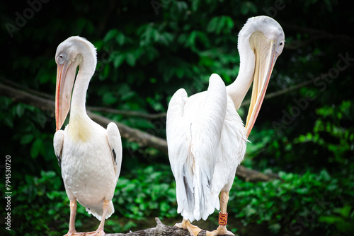 фотографія Amazing view of white pelican among green jungle by sea
