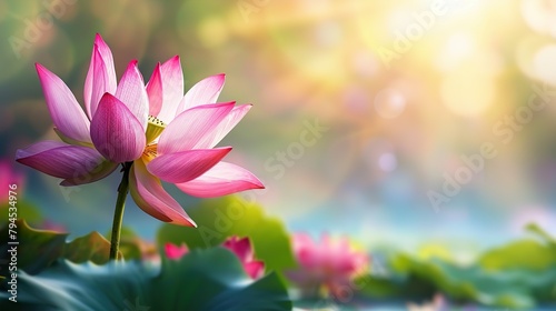 Colorful Lotus in The Grass On a Sunny Spring Day, Vibrant Nature © Krystian