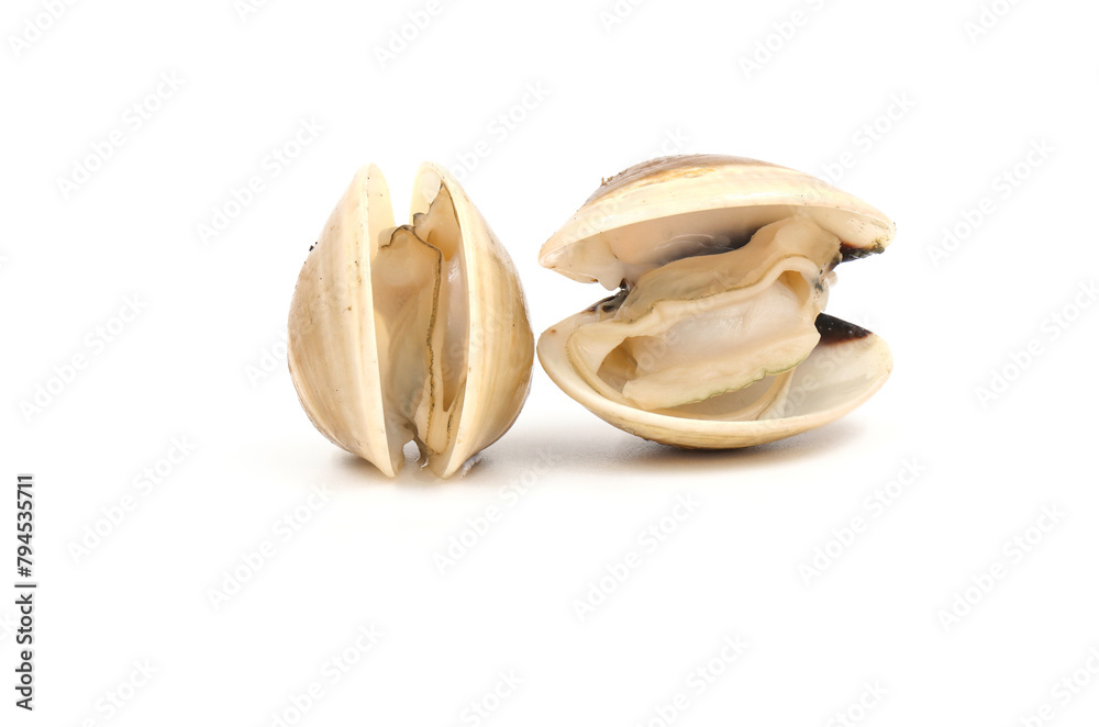 Closed up fresh baby clams, venus shell, shellfish, carpet clams, short necked clams, as raw food from the sea are the seafood ingredients. fresh clams isolated on white background. Closed up fresh baby clams, venus shell, shellfish, carpet clams, short necked clams, as raw food from the sea are the seafood ingredients. fresh clams isolated on white background.