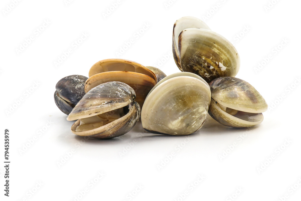 Closed up fresh baby clams, venus shell, shellfish, carpet clams, short necked clams, as raw food from the sea are the seafood ingredients. fresh clams isolated on white background. Closed up fresh baby clams, venus shell, shellfish, carpet clams, short necked clams, as raw food from the sea are the seafood ingredients. fresh clams isolated on white background.