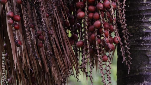 buriti palm tree in close up