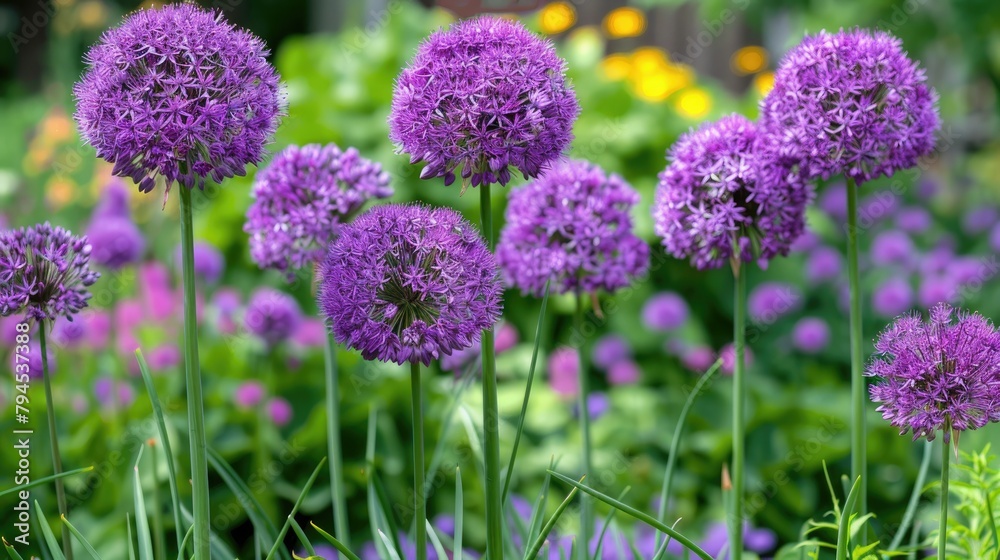 Obraz premium Allium s vibrant and lovely lilac blooms enhance a summer park or garden