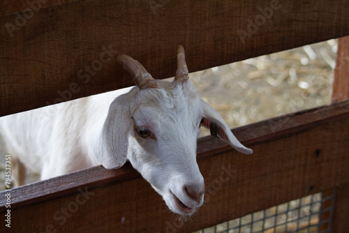 Goat on a farm sticking its head through a fence