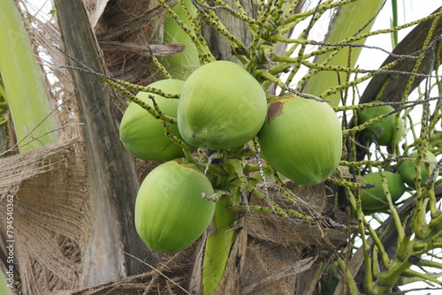 Coconut is one of the world's most utilised and versatile plants. It originates from the South Pacific, a geographic region extending from the Philippines through Papua New Guinea and Indonesia