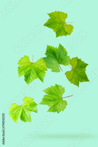 Falling organic grape leaves isolated on tranquil background.