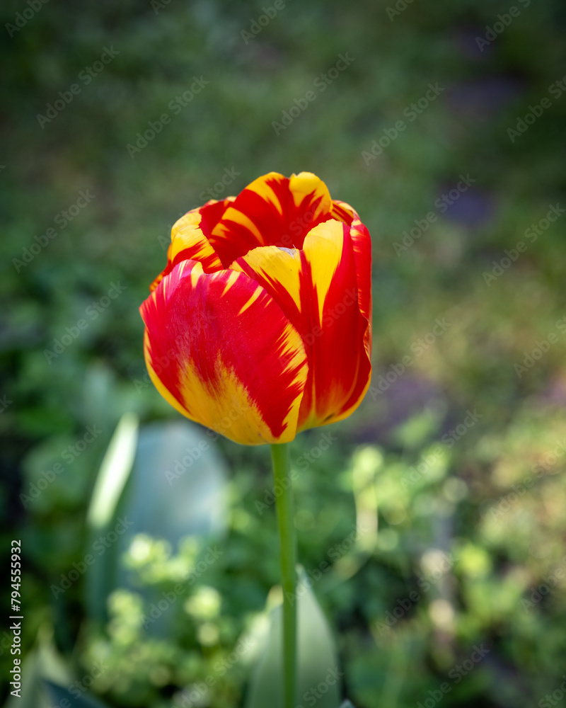 Obraz premium Tulipano