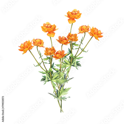 Watercolor frying flowers Trollius isolated on white background. Yellow orange summer wildflower. Herbs for aromatherapy and bouquet. Botanical clipart for spa sticker or wallpaper wrapping