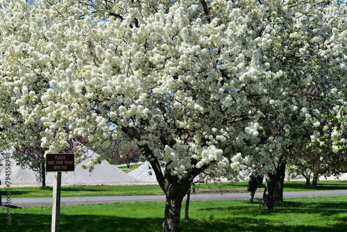 Crabapple Blossoms at Arie den Boer Arboretum in Des Moines, Iowa, USA