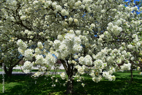 Crabapple Blossoms at Arie den Boer Arboretum in Des Moines, Iowa, USA