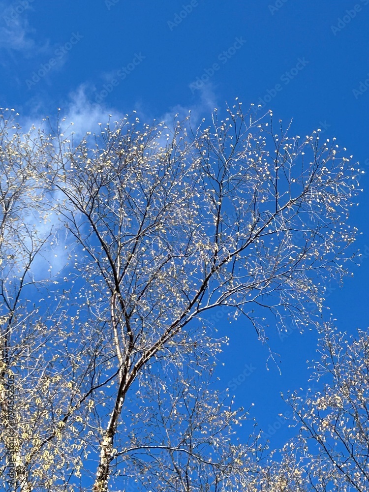 tree with blue background