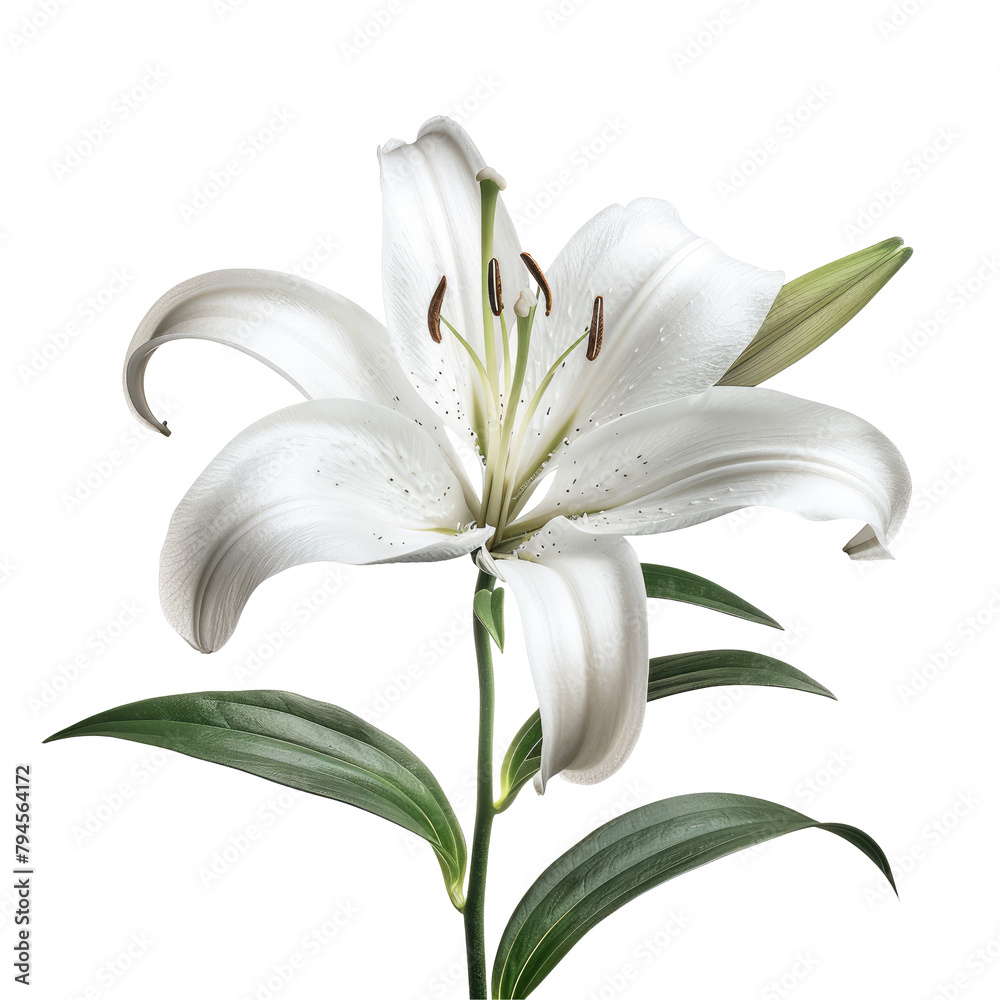 A stunning white lily stands out beautifully against a sleek clear background captured in isolation on transparent background