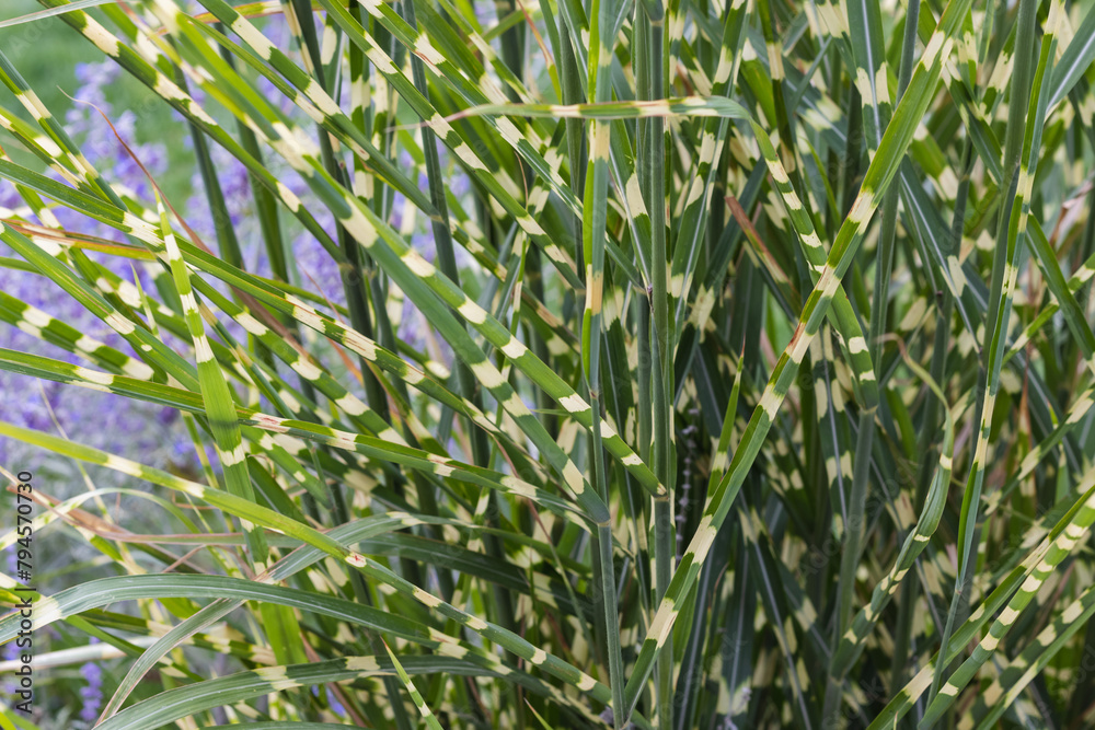 Close up of a variegated plant with green and white striped leaves Close up of a variegated plant with green and white striped leaves