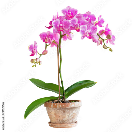 A vibrant pink orchid blooms beautifully in a pot against a transparent background