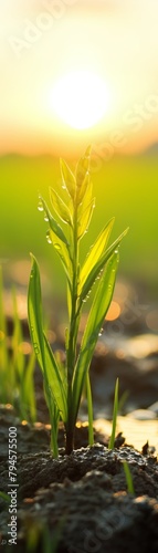 A close-up of a single green plant growing in a field at sunset.