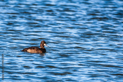 A Lesser Scaup (Aythya affinis) swinning in a pond