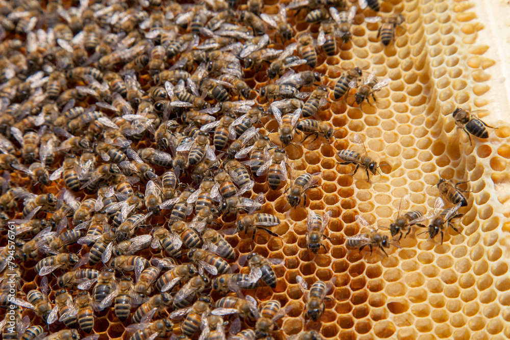 Working bees in a hive on honeycomb. Close up view of the working bees on honeycomb. . Working bees in a hive on honeycomb. Close up view of the working bees on honeycomb. .