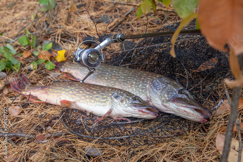 Freshwater pike fish. Two Freshwater pikes fish lies on keep net and fishing rod with reel..