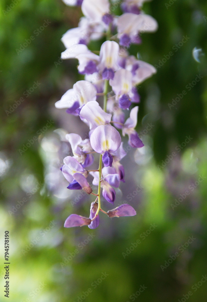 Violet - lilac flowers of Wisteria sinensis, Chinese wisteria in bloom