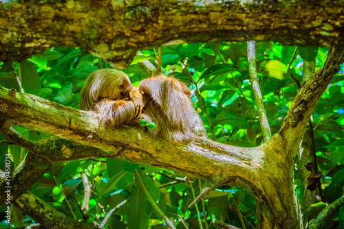 A sloth relaxes among the dense greenery of Cahuita National Park, its leisurely posture embodying the tranquil essence of Limon Province, Costa Rica. High quality photo