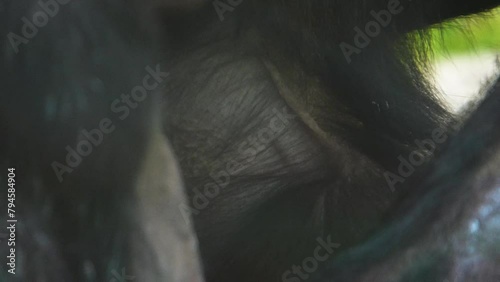 Close view of a baby bonobo monkey drinking milk photo