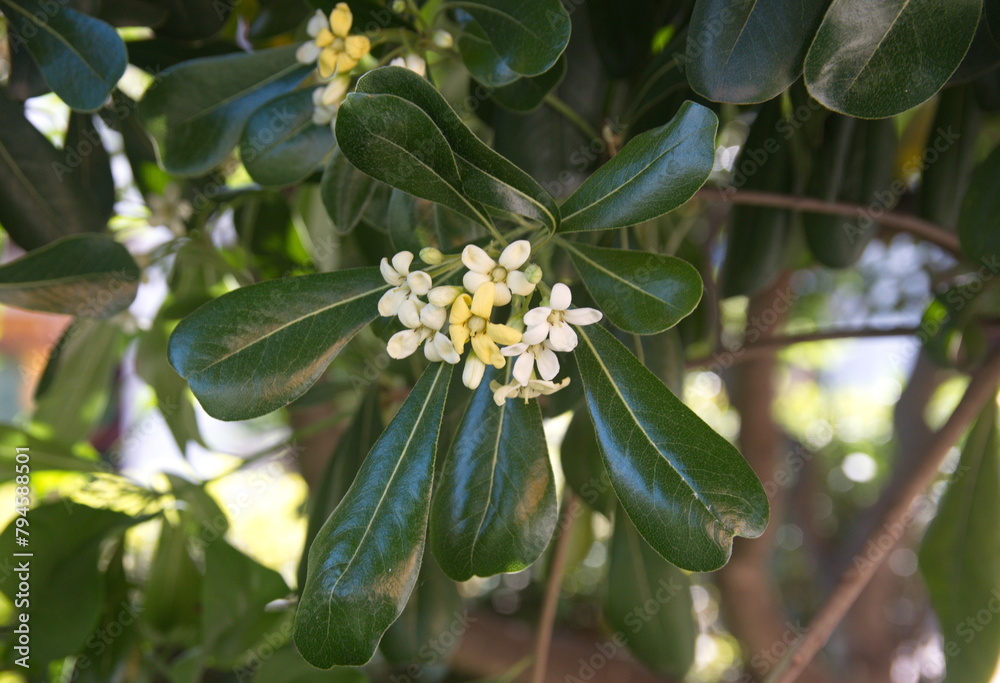 Obraz premium Blossom of pittosporum tobira, Australian laurel, Japanese pittosporum, mock orange, Japanese cheesewood