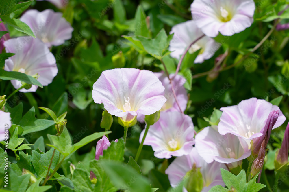 Pink morning glory flowers and green leaves covered the entire ground Pink morning glory flowers and green leaves covered the entire ground