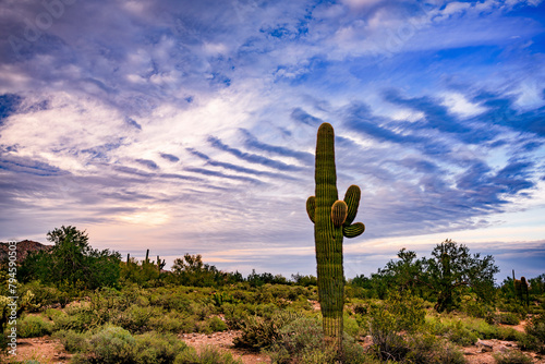 A saguaro cactus stands tall in the desert near Phoenix Arizona at dusk photo