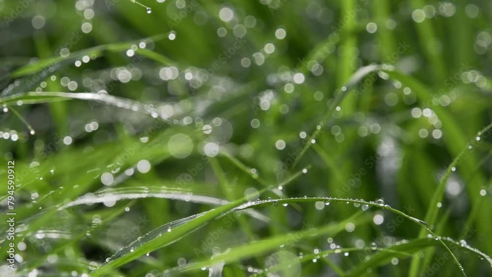 Tokyo, Japan - April 25, 2024: Raindrops on grasses in the morning Tokyo, Japan - April 25, 2024: Raindrops on grasses in the morning
