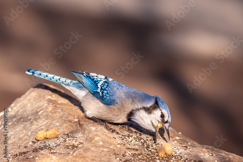 A Blue jay (Cyanocitta cristata) perched on a rock with a peanut in its beak