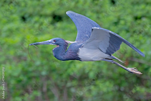 A Tri-Colored Heron in flight carrying a stick for nest building during mating season.