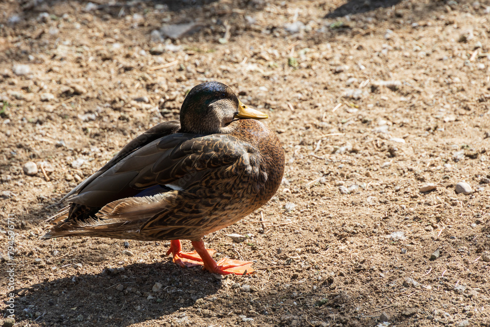 Brown duck standing in the sunshine Brown duck standing in the sunshine