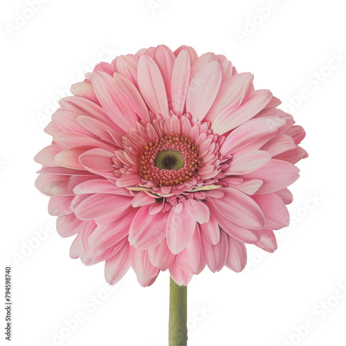 A lovely pink gerbera slightly faded dangles delicately in reverse against a transparent background