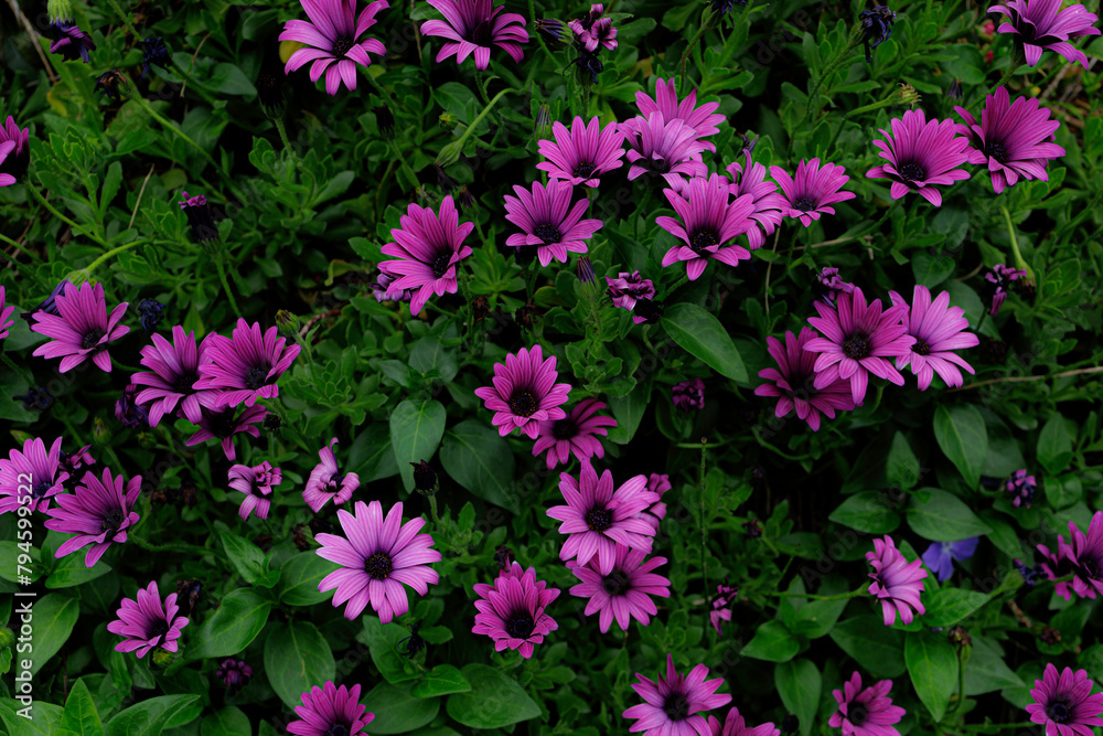 ケープマーガレットの花壇 ケープマーガレットの花壇