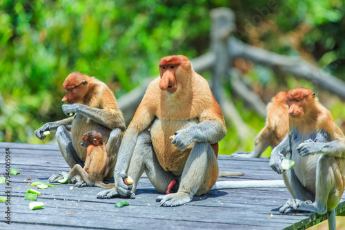 proboscis monkey or nasalis larvatus photo