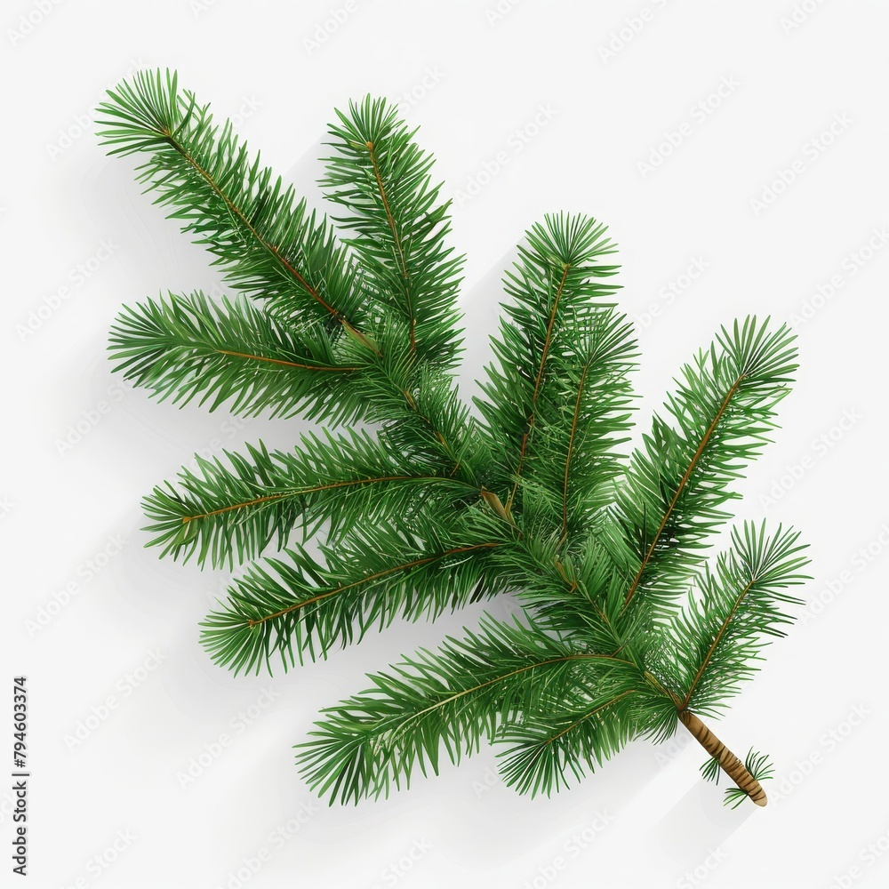 christmas branch isolated
