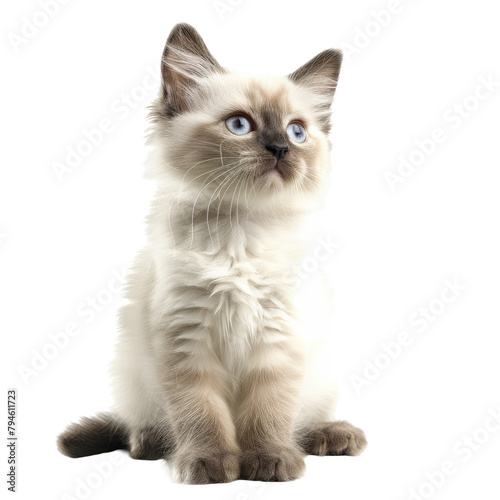 A charming Sacred Birman kitten is beautifully featured against a soft beige elegantly isolated on transparent background