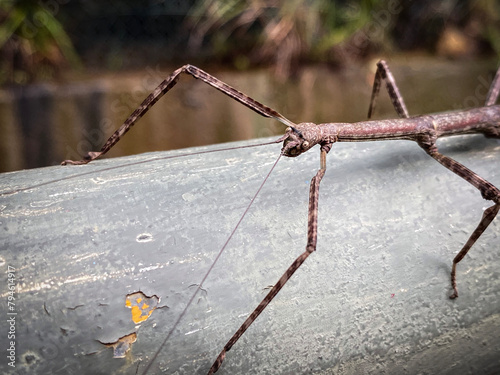 Camouflaged Stick Insect Perched on a Grey Branch