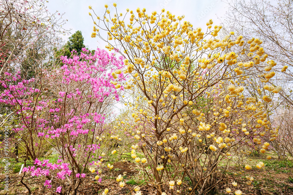 美しいハナモモ（バラ科）、ヒュウガミズキ（マンサク科）、ゲンカイツツジ（ツツジ科）他の花。
Beautiful Hana peach (Prunnus persica, Rosaceae) and Winter hazel (Corylopsis pauciflora, Hamamelidaceae), Genkai Azalea (Rhododendron mucronulatum Turcz,