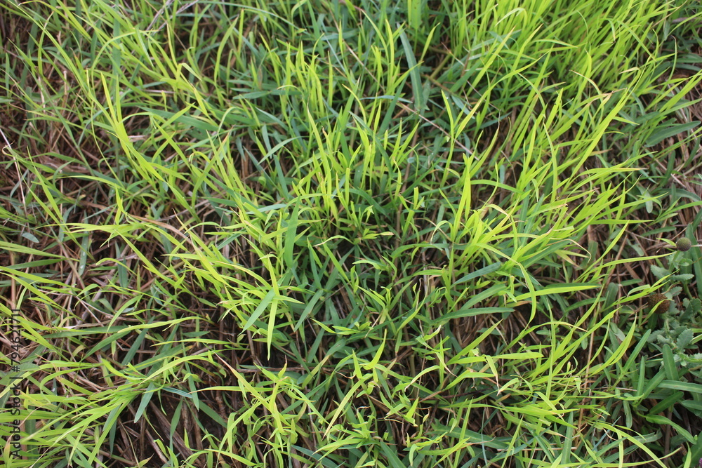 Grass field landscape Grass field landscape