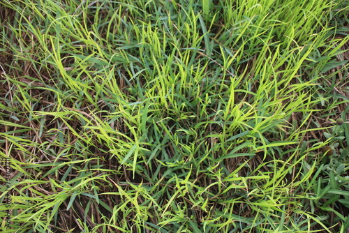 Grass field landscape