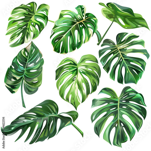 Monstera Clipart Collection