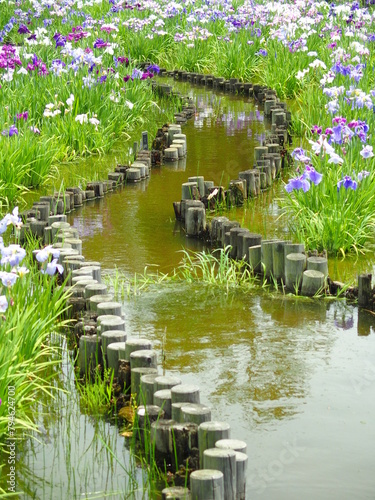 初夏の水元公園の水路のある菖蒲園風景 photo