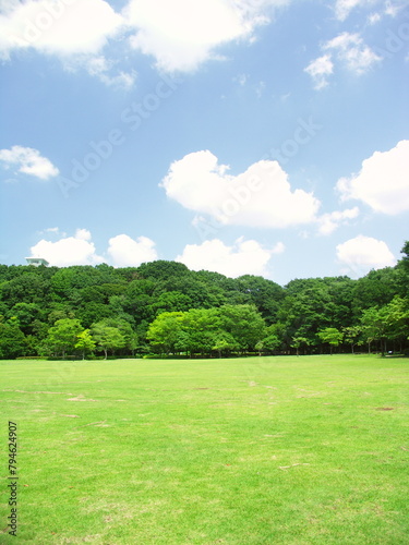 初夏の草原と新緑の林風景