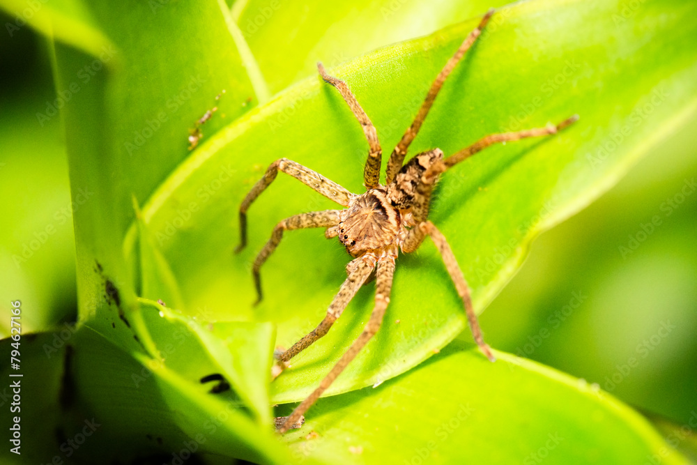 Huntsman spiders, members of the family Sparassidae, are known by this name because of their speed and mode of hunting. Huntsman spiders, members of the family Sparassidae, are known by this name because of their speed and mode of hunting.