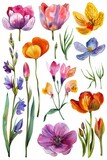 Vivid watercolor clipart of spring flowers, perfect for projects, isolated --ar 2:3 Job ID: 6b5c1b35-3494-4d76-b108-1bf5054c2075
